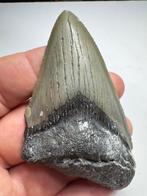 Haai - Fossiele tand - Megalodon (Zonder Minimumprijs)