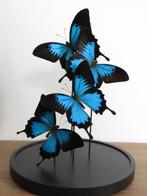 Ulysses Butterflies under glass dome Taxidermie volledige, Verzamelen, Dierenverzamelingen, Nieuw