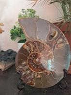 Ammoniet - Gefossiliseerd dier - Aioloceras (Cleoniceras), Verzamelen, Mineralen en Fossielen