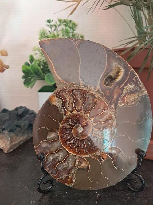 Ammoniet - Gefossiliseerd dier - Aioloceras (Cleoniceras), Verzamelen, Mineralen en Fossielen
