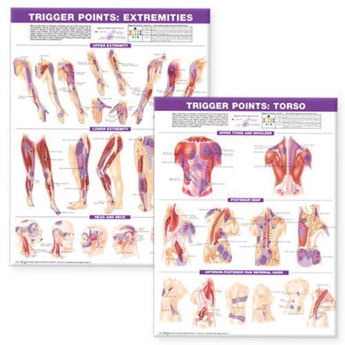 Trigger Point Chart Set: Torso & Extremities  Lam, Boeken, Studieboeken en Cursussen, Verzenden