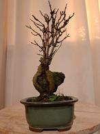 Drietand Esdoorn (Acer Buergerianum) - Hoogte (boom): 25 cm