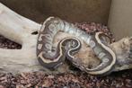 python regius butter confusion kweekman, Slang, Tam, 3 tot 6 jaar