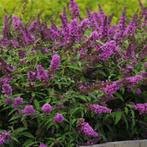 Buddleja davidii Free Petite Tutti Fruitti - 25-30 cm, Ophalen of Verzenden