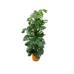 Monstera Pertusum XL | 150cm - Ø26cm + Elho Jazz Round geel, Huis en Inrichting, Kamerplanten, Verzenden