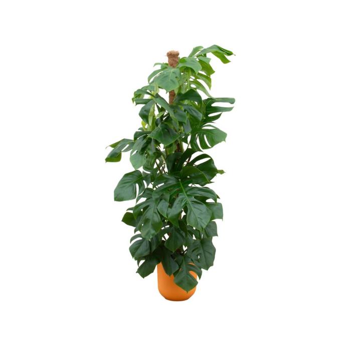 Monstera Pertusum XL | 150cm - Ø26cm + Elho Jazz Round geel, Huis en Inrichting, Kamerplanten, Verzenden