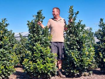 Prunus Laurocerasus Etna – Perfecte Laurier Haagplanten beschikbaar voor biedingen