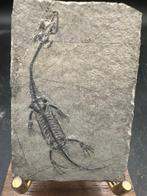 Fossiele matrix - Keichousaurus sp. - 6 cm - 4 cm (Zonder