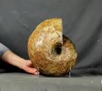 Grote, mooie, decoratieve ammoniet - op standaard - 14+ kg, Verzamelen
