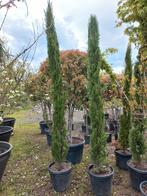 Cupressus Sempervirens Italiaanse cipres, Tuin en Terras, Planten | Bomen, Ophalen