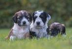 prachtige middelgrote X boomer tibetaanse terrier pups, Dieren en Toebehoren, Honden | Niet-rashonden, Nederland, Parvo, 8 tot 15 weken
