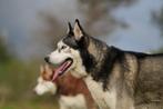 Verschillende mooie Huskies uit het asiel ter adoptie!, Handelaar, Buitenland, Parvo, Poolhond