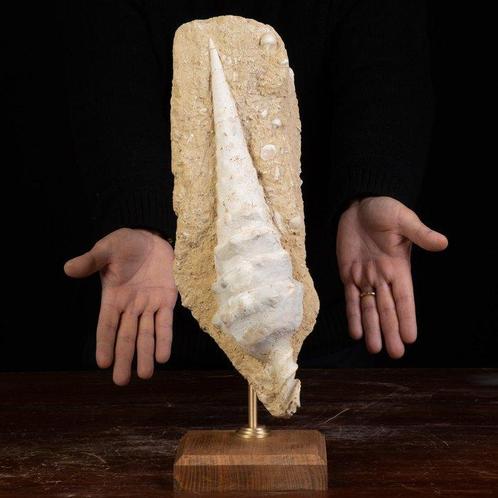 Campanile Giganteum Shell: de fossiele toren van het, Verzamelen, Dierenverzamelingen