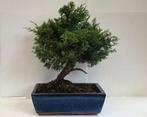Jeneverbes bonsai (Juniperus) - Hoogte (boom): 35 cm -