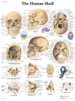 Anatomie poster schedel (gelamineerd, 50x67 cm), Nieuw, Verzenden