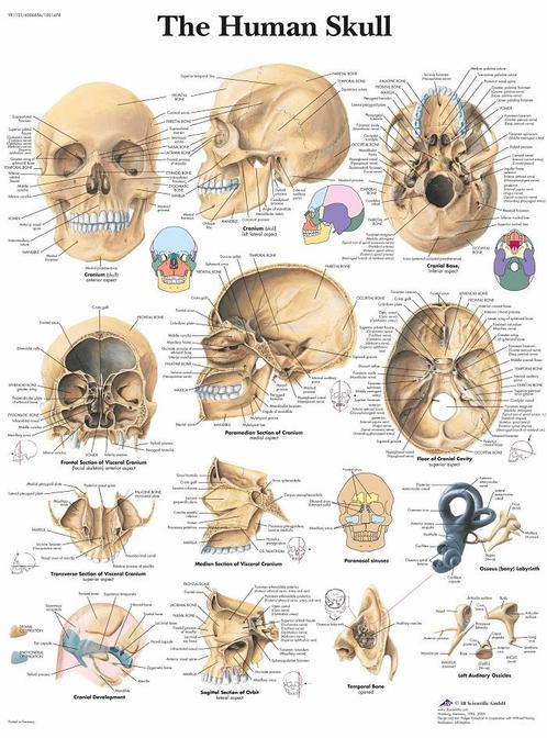Anatomie poster schedel (gelamineerd, 50x67 cm), Sport en Fitness, Overige Sport en Fitness, Nieuw, Verzenden
