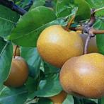 Pyrus pyrifolia ‘Kosui’ + pot 23cm, Verzenden, Volle zon