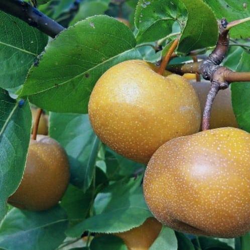 Pyrus pyrifolia ‘Kosui’ + pot 23cm, Tuin en Terras, Planten | Fruitbomen, Volle zon, Verzenden