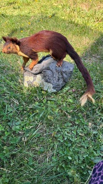 Eekhoorn Taxidermie volledige montage - ratufa indica - 30 beschikbaar voor biedingen