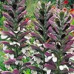 Acanthus mollis, P9, Zomer, Vaste plant, Ophalen of Verzenden, Volle zon