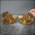 Natuurlijke calciet en aragoniet - fossiele ammoniet -