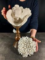 suggestie van koraal Koraal - Halomitra pileus/acropora, Nieuw
