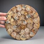 Decoratieve schijf gemaakt van ammonieten - Gefossiliseerde, Verzamelen, Mineralen en Fossielen
