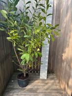 Partij Prunus Laurier Novita 140-160 cm IN POT, Laurier, Haag, 100 tot 250 cm