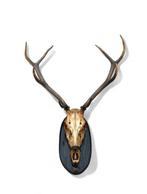 Edelhert Schedel met gewei - Cervus Elaphus - 90 cm - 73 cm