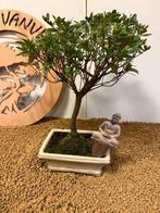 Azalea bonsai (Rhododendron) - Hoogte (boom): 31 cm - Diepte