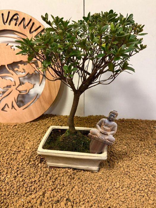Azalea bonsai (Rhododendron) - Hoogte (boom): 31 cm - Diepte, Antiek en Kunst, Curiosa en Brocante