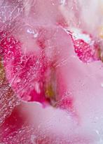 Julia Posta - Intrinsically Disordered Petals No.17