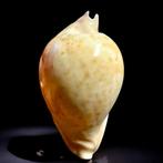 Verzamelbare schelp - Cypraeidae-familie Zeeschelp - Umbilia, Nieuw