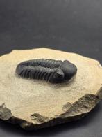 Trilobiet - Gefossiliseerd dier - Phacops - 7 cm