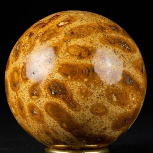 Koraal fossiel bol - Geënaard exemplaar - - Fossiel fragment, Verzamelen, Mineralen en Fossielen