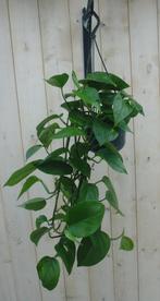 Hangplant Epipremnum donker groen - Warentuin Natuurlijk, Huis en Inrichting, Kamerplanten, Verzenden