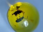 Amber - Barnsteen - Two beetles, Burmese Amber, Insect