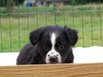 Old English Bulldog pups! t Gezonde type. Mogen direct mee!, Parvo, Nederland, 8 tot 15 weken, Bulldog