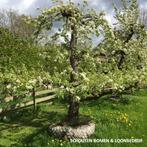 OUDE FRUITBOMEN oa oude Appelboom Perenboom Fruitboom, Tuin en Terras, Planten | Bomen, Ophalen of Verzenden