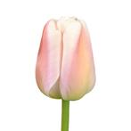 Bloembollen - 64 x Tulp Apricot Pride - abrikoos, Verzenden, Voorjaar, Volle zon, Bloembol
