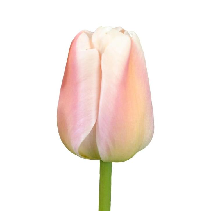 Bloembollen - 64 x Tulp Apricot Pride - abrikoos, Tuin en Terras, Bloembollen en Zaden, Bloembol, Voorjaar, Volle zon, Verzenden