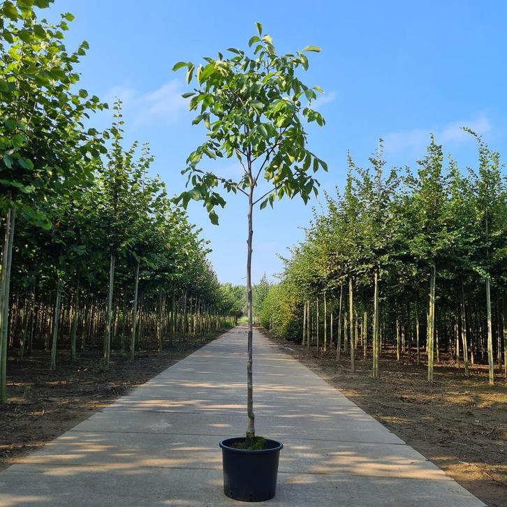 Walnotenboom (Juglans Broadview) Veredeld, direct vrucht, Tuin en Terras, Planten | Bomen, Overige soorten