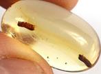 Copal - Barnsteen - Jurassic park - Two termites in Copal