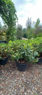 Rhododendron Hybr. Cunninghams White 70cm, Ophalen