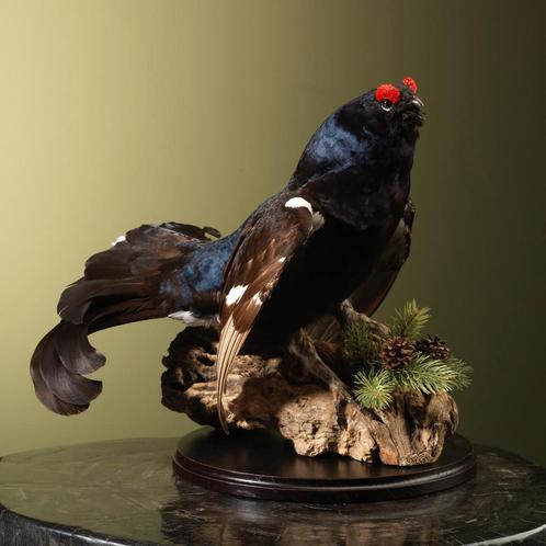 Korhoen Taxidermie Opgezette Dieren By Max, Verzamelen, Dierenverzamelingen, Opgezet dier, Nieuw, Vogel, Ophalen of Verzenden