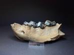Rare cave hyena jaw - Gefossiliseerde kaak - Crocuta spelaea, Verzamelen, Mineralen en Fossielen