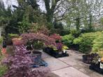 Acer palmatum  -  Japanse esdoorn, tevens veel acer Bonsai