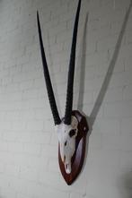 spiesbok Schedel - oryx - 0 cm - 0 cm - 0 cm- non-CITES, Antiek en Kunst