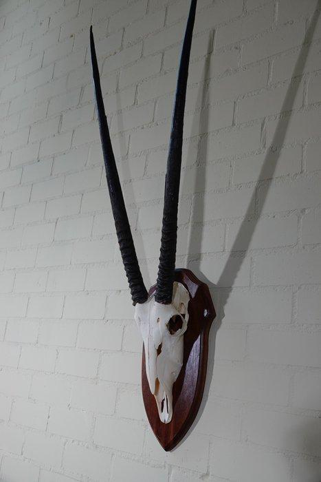 spiesbok Schedel - oryx - 0 cm - 0 cm - 0 cm- non-CITES, Antiek en Kunst, Curiosa en Brocante