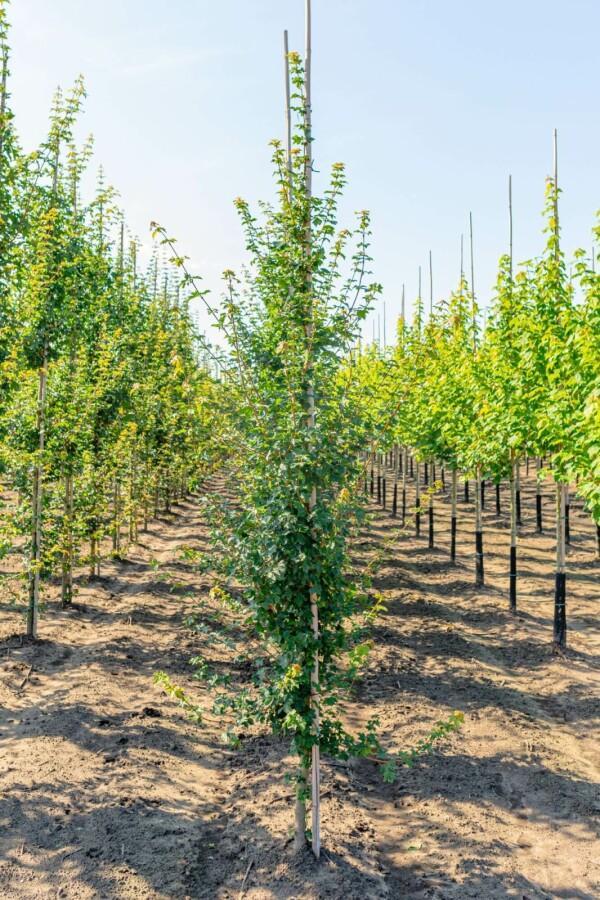 Acer campestre beveerd, Tuin en Terras, Planten | Tuinplanten